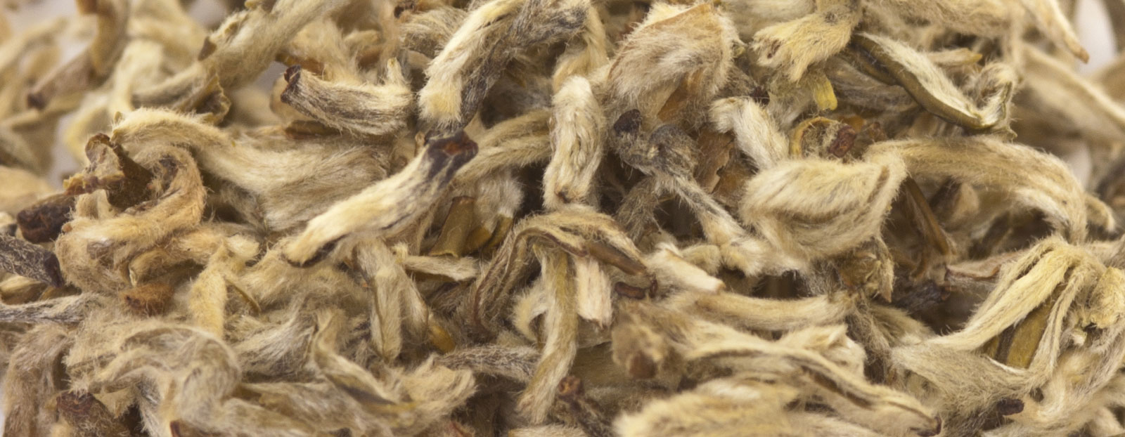 White tea plant in its natural habitat