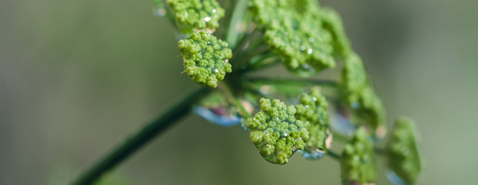 Parsley in its natural habitat
