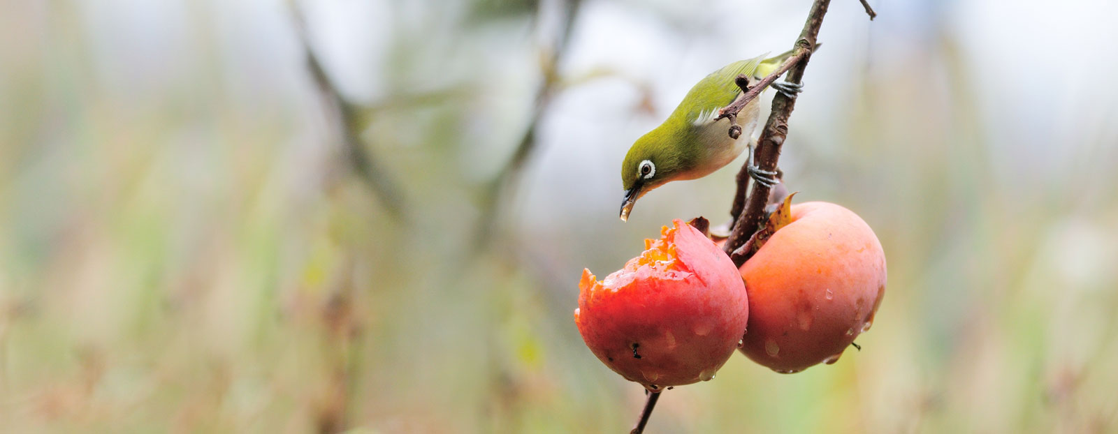 Persimmon in its natural habitat