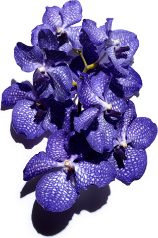 Blue orchid