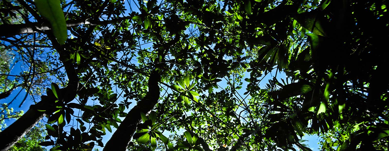 Macadamia