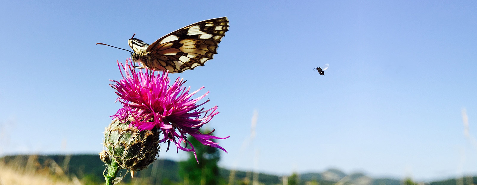 Burdock in its natural habitat