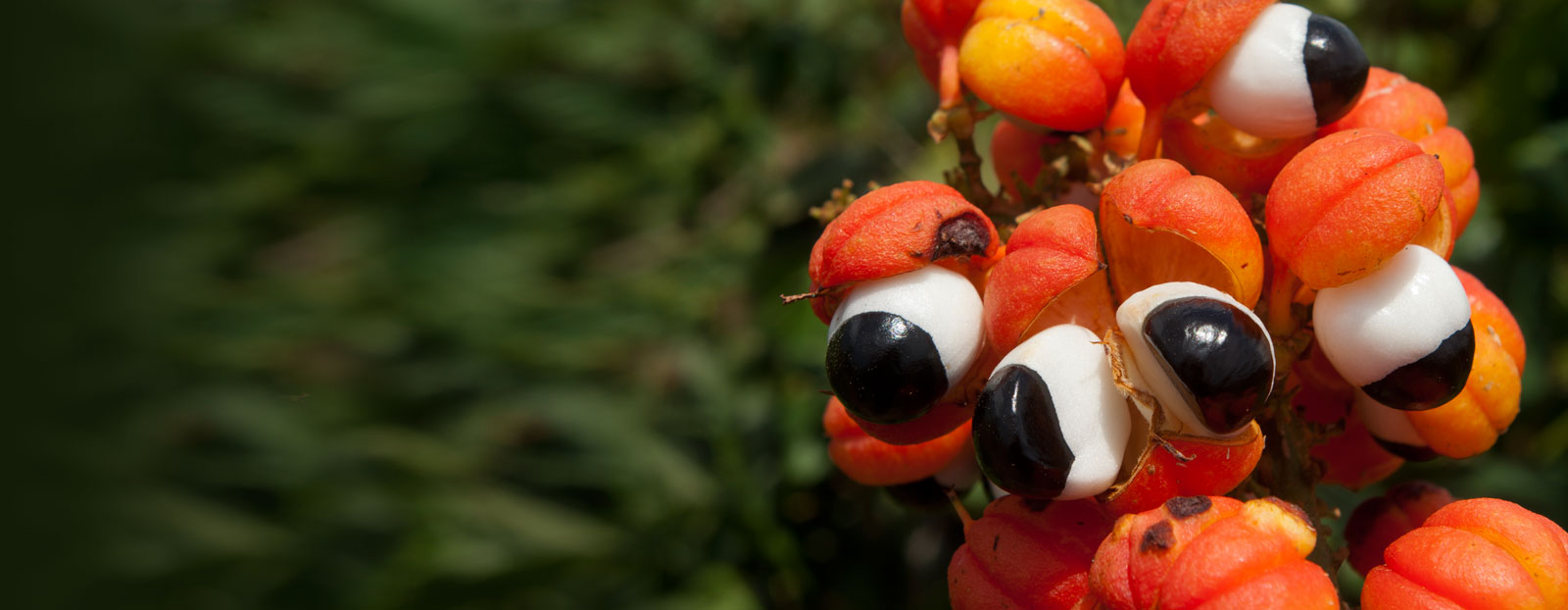 Guarana in its natural habitat